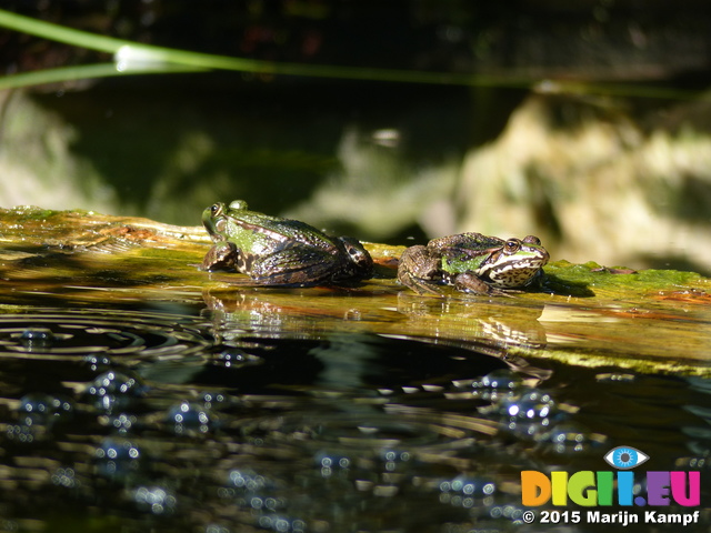 FZ019862 Marsh frogs (Pelophylax ridibundus)